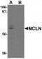NCLN Antibody